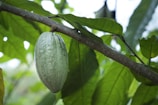 A single large green cacao pod hangs from a tree branch surrounded by lush green leaves. The pod has a rough, textured surface and is prominently positioned in the foreground, while the leaves provide a vibrant, natural background.