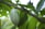 A single large green cacao pod hangs from a tree branch surrounded by lush green leaves. The pod has a rough, textured surface and is prominently positioned in the foreground, while the leaves provide a vibrant, natural background.