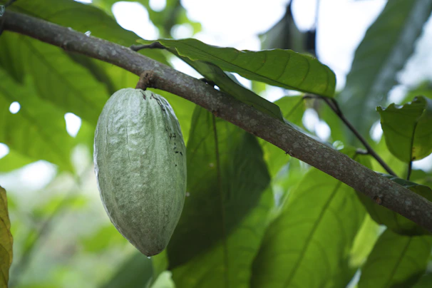 Close-up of a cacao pod hanging on a tree branch surrounded by leaves.