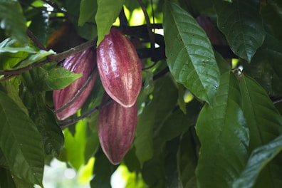 a bunch of fruit hanging from a tree