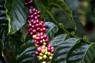 Clusters of ripe and unripe coffee cherries are attached to a branch with large, glossy green leaves in the background, indicating a coffee plant in its natural setting.
