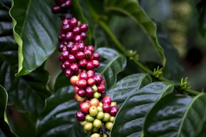 Clusters of ripe and unripe coffee cherries are attached to a branch with large, glossy green leaves in the background, indicating a coffee plant in its natural setting.
