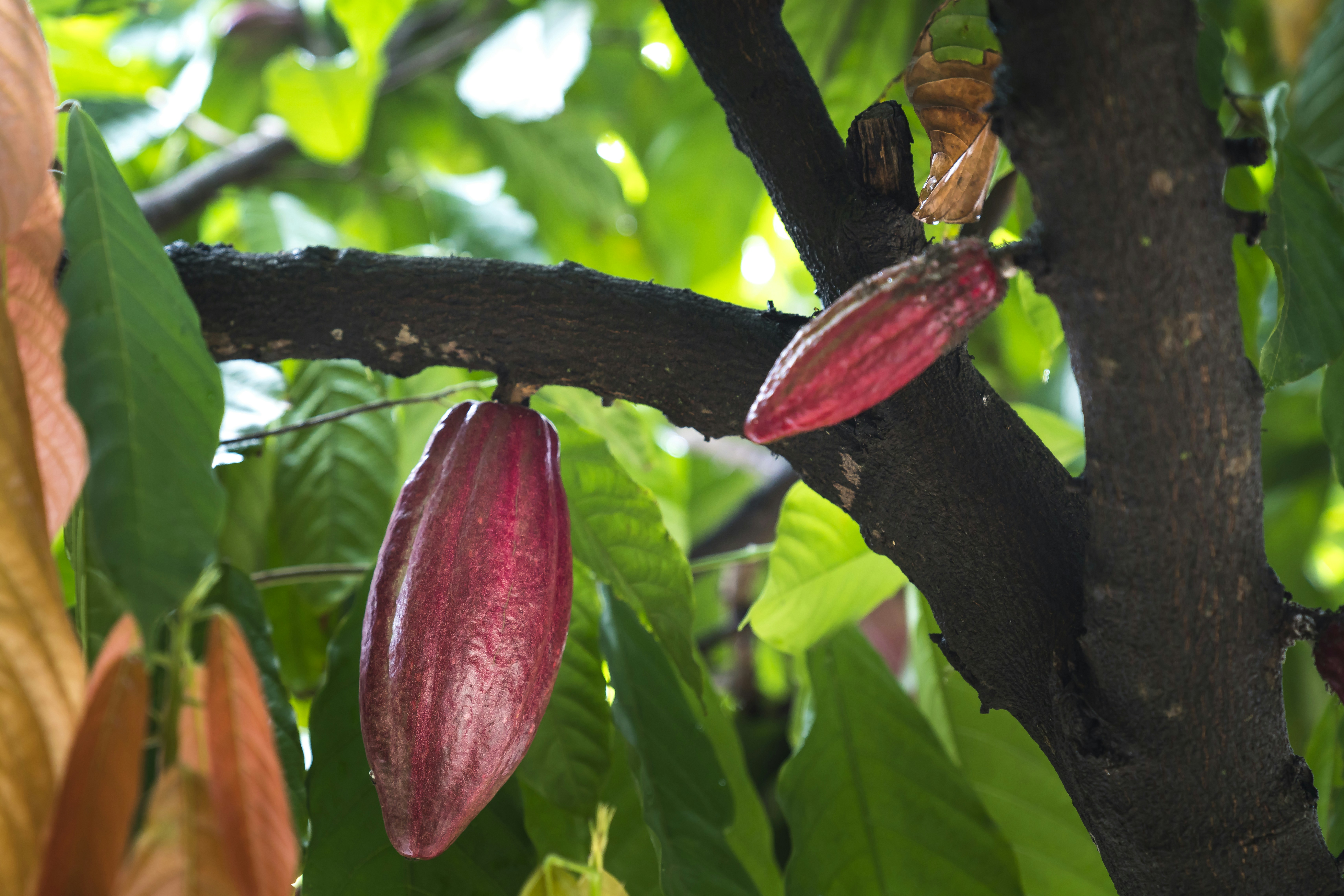 Hawaii, USA - American Cacao