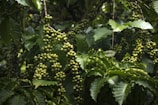 Dense clusters of unripe coffee beans hang from sturdy branches, surrounded by vibrant green leaves. The scene is rich with natural growth and thriving vegetation.