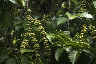 Dense clusters of unripe coffee beans hang from sturdy branches, surrounded by vibrant green leaves. The scene is rich with natural growth and thriving vegetation.
