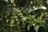 Dense clusters of unripe coffee beans hang from sturdy branches, surrounded by vibrant green leaves. The scene is rich with natural growth and thriving vegetation.