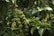 Dense clusters of unripe coffee beans hang from sturdy branches, surrounded by vibrant green leaves. The scene is rich with natural growth and thriving vegetation.