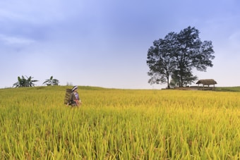 A person wearing traditional attire and carrying a large basket walks through a lush, expansive field of golden rice. In the background, a large tree stands next to a small, thatched-roof hut. The sky is a soft blue with a few clouds visible, creating a serene and peaceful atmosphere.