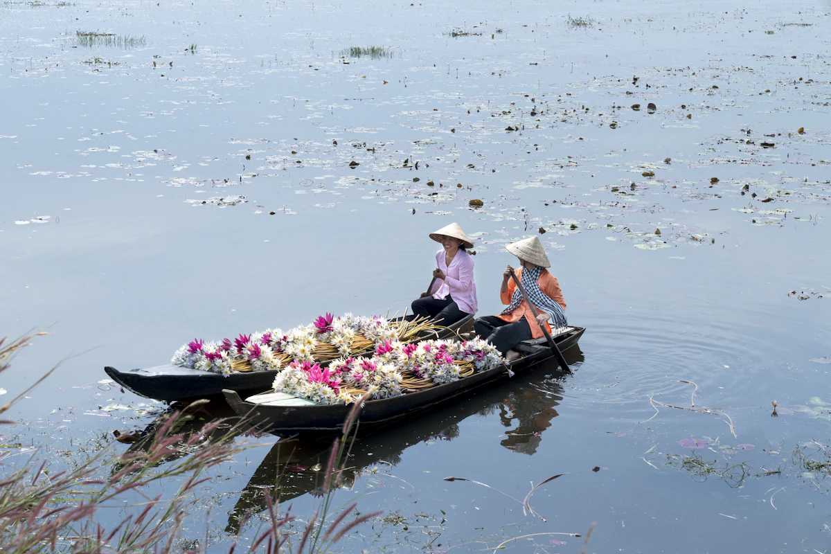 Chau Doc Water Lily Harvest Season