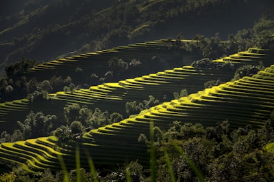Terraced rice fields in Yunnan glowing green under a bright blue sky.