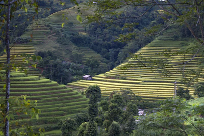 Farmers tending to organic crops in terraced fields surrounded by hills.