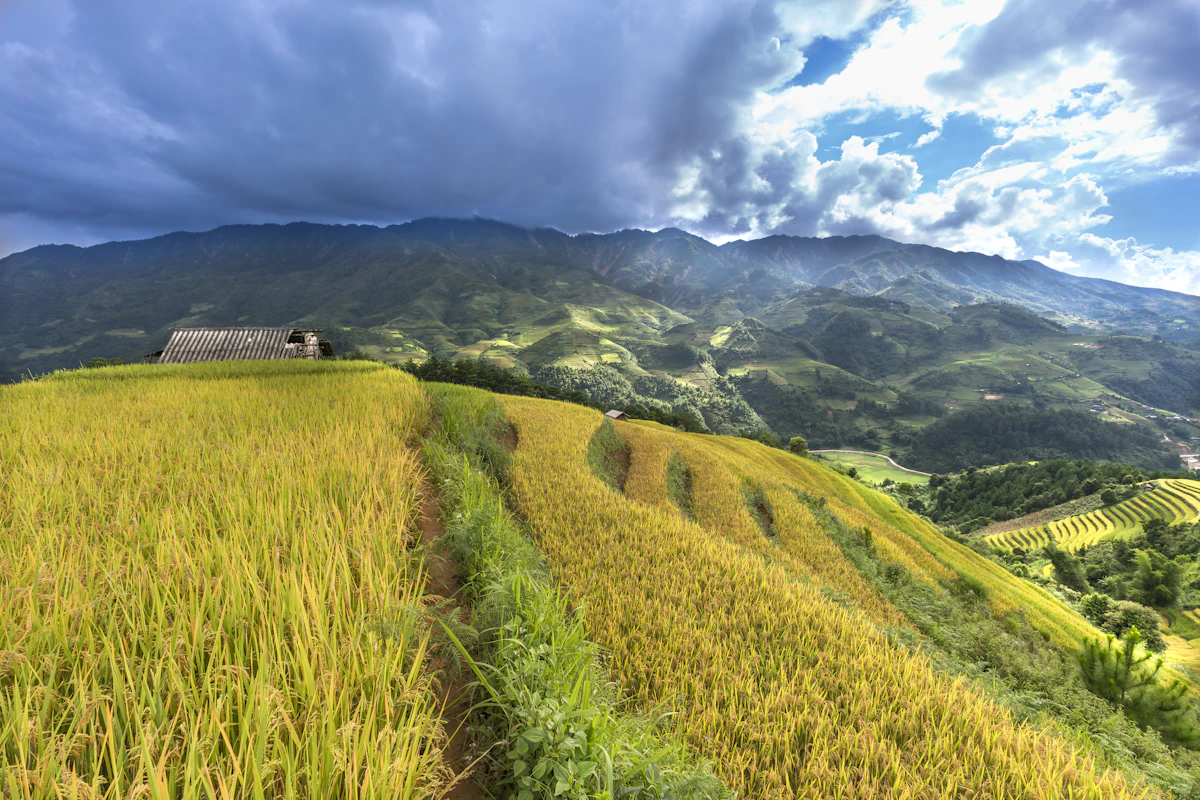 Steep mountainous terraced fields in Che Cu Nha