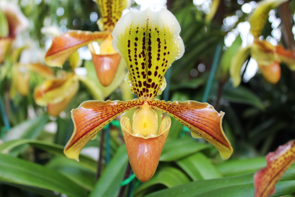 a close up of a yellow and brown flower