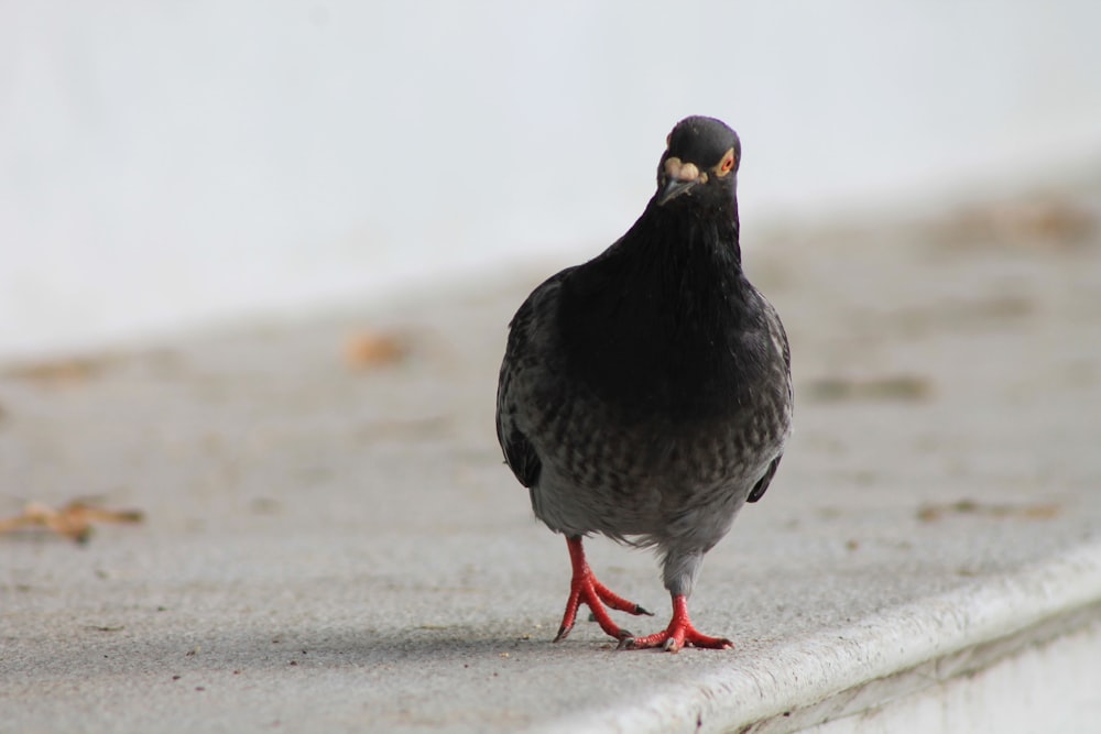 歩道に立つ黒と灰色の鳥
