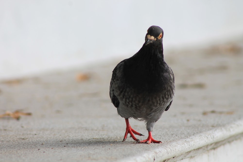 un oiseau noir et gris debout sur un trottoir