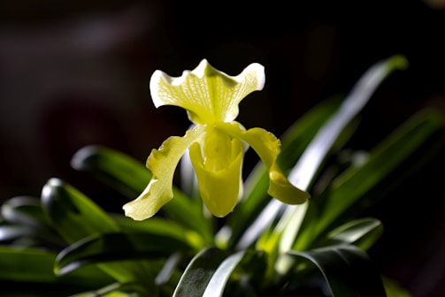 Bright yellow orchid blooming against a dark green background.