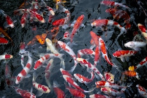 Topkwaliteit Japanse Koi