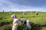 Workers hand-picking Kathiyawadi tea leaves in Rajkot fields.