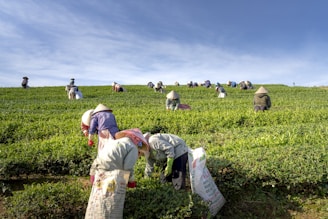Workers wearing traditional hats are bent over in a vast, lush green tea plantation, picking leaves. The clear blue sky creates an expansive backdrop, and each row of the field is filled with people engaged in labor. Their clothing is simple and functional, suitable for outdoor work.