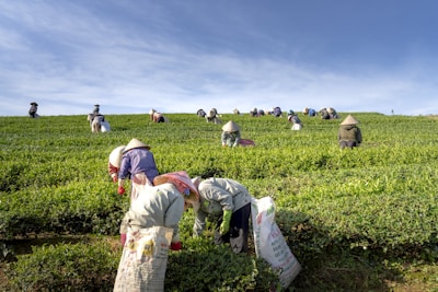 Workers wearing traditional hats are bent over in a vast, lush green tea plantation, picking leaves. The clear blue sky creates an expansive backdrop, and each row of the field is filled with people engaged in labor. Their clothing is simple and functional, suitable for outdoor work.