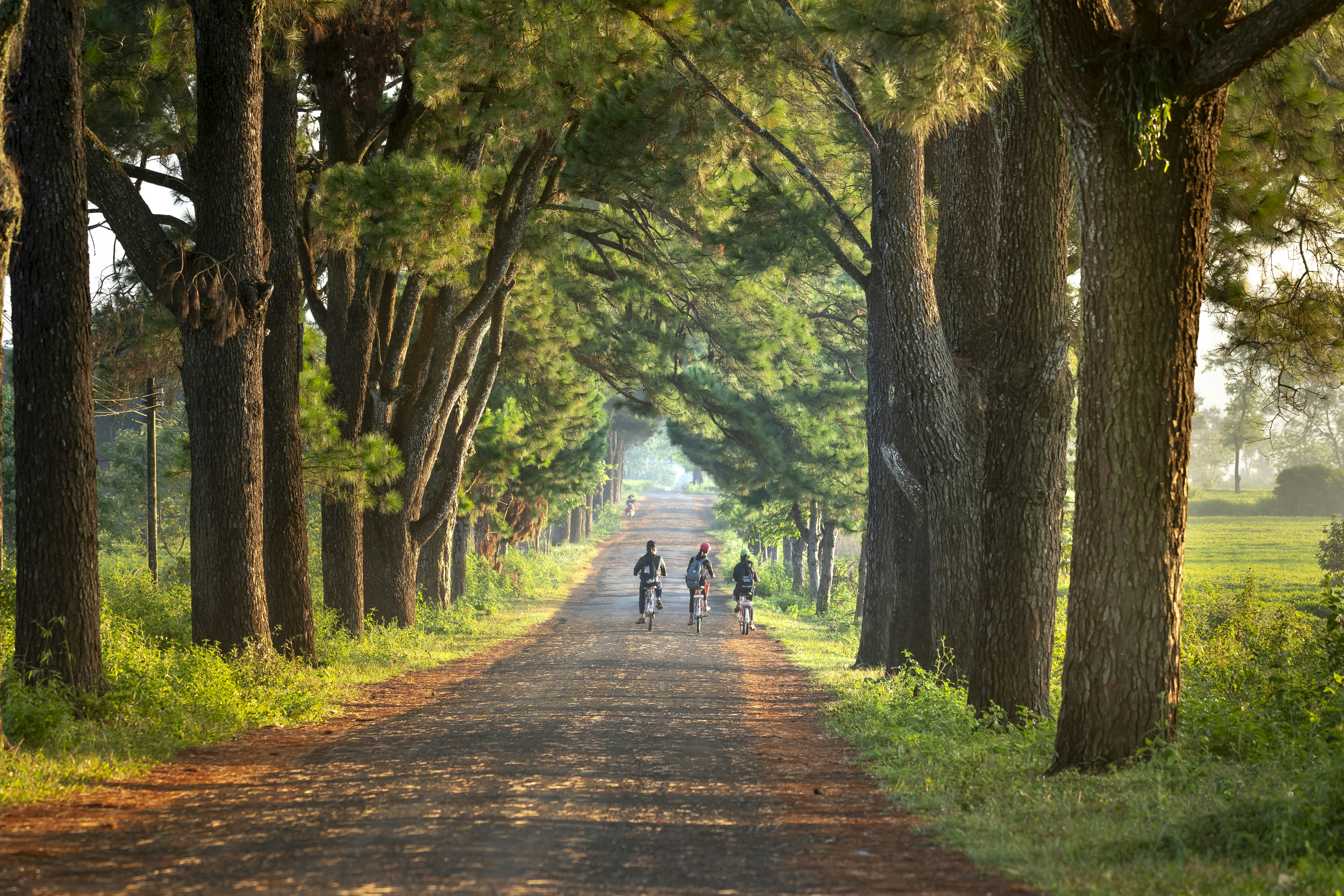 a group of people riding bikes down a tree lined road