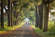 a group of three people riding bikes down a tree lined road
