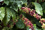 a bunch of coffee beans hanging from a tree