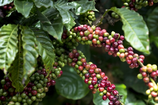 a bunch of coffee beans hanging from a tree