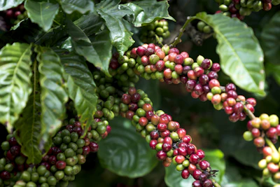 Coffee Farming India — Kodagu Karnataka Shade-Grown Specialty Monsoon Malabar Encyclopedia