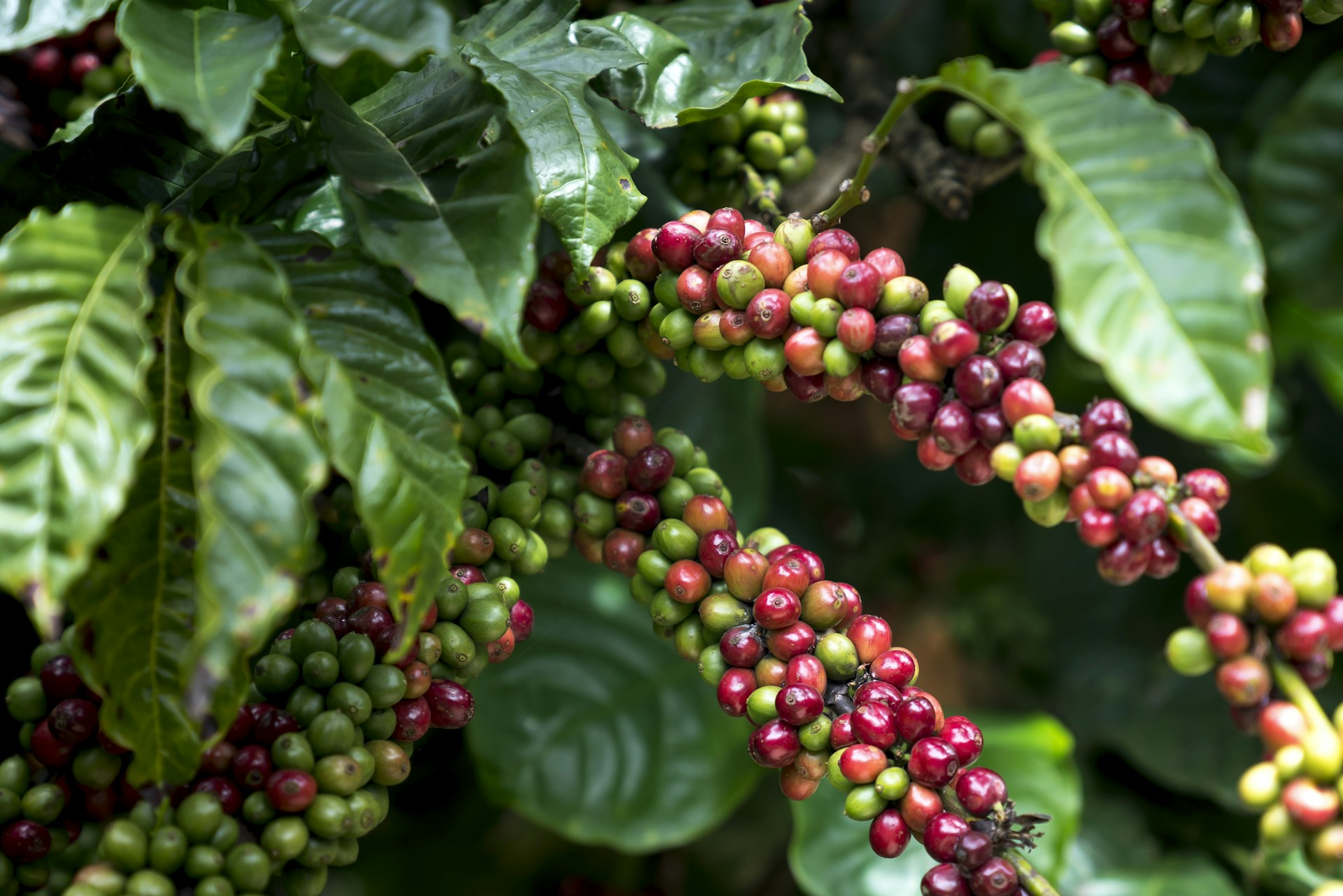 a bunch of coffee beans hanging from a tree