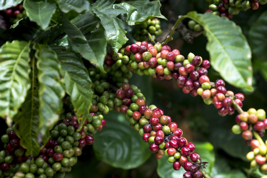 a bunch of coffee beans hanging from a tree,