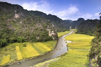 A scenic view of lush green rice paddies in the Mekong Delta with a traditional Vietnamese boat.