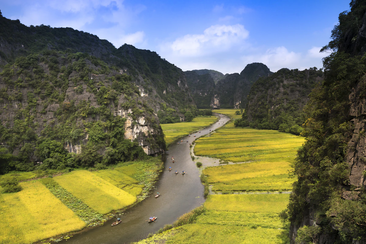 Tam Coc Golden Rice Harvest Ninh Binh