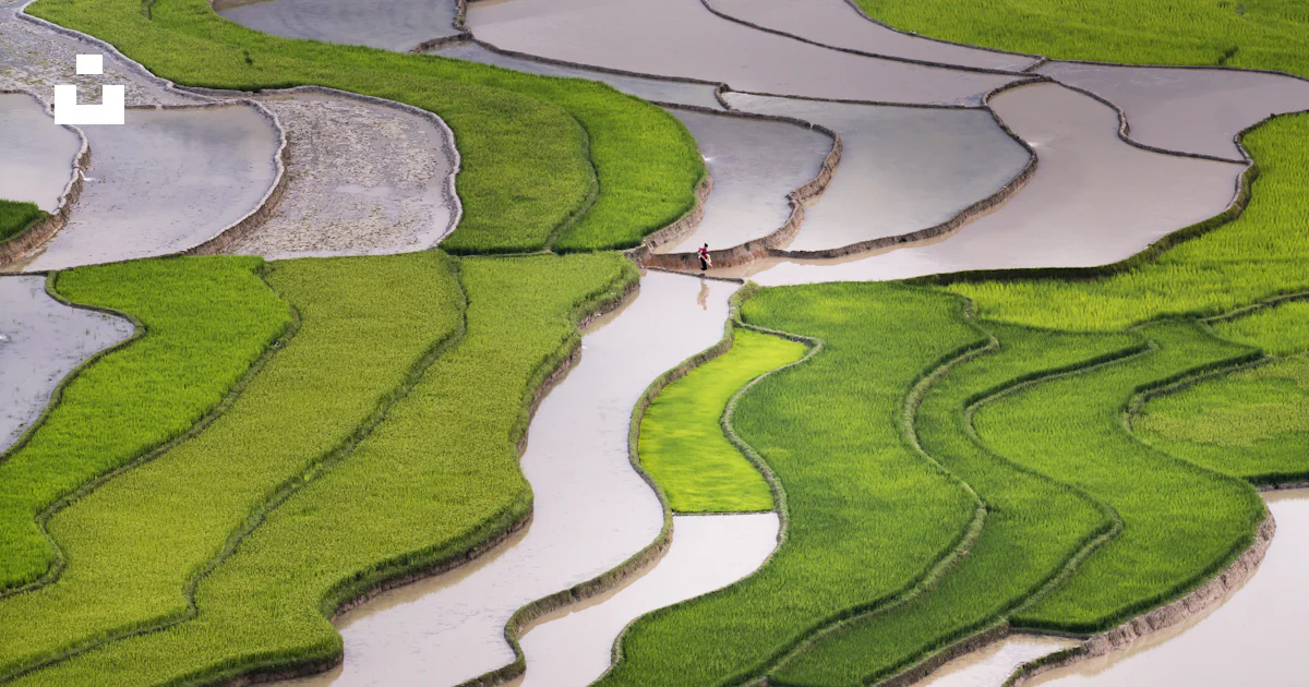 Vue aérienne d’une rizière photo – Photo En plein air Gratuite sur Unsplash