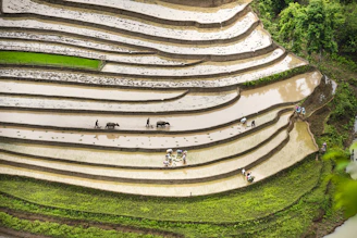 an aerial view of a rice field in the philippines