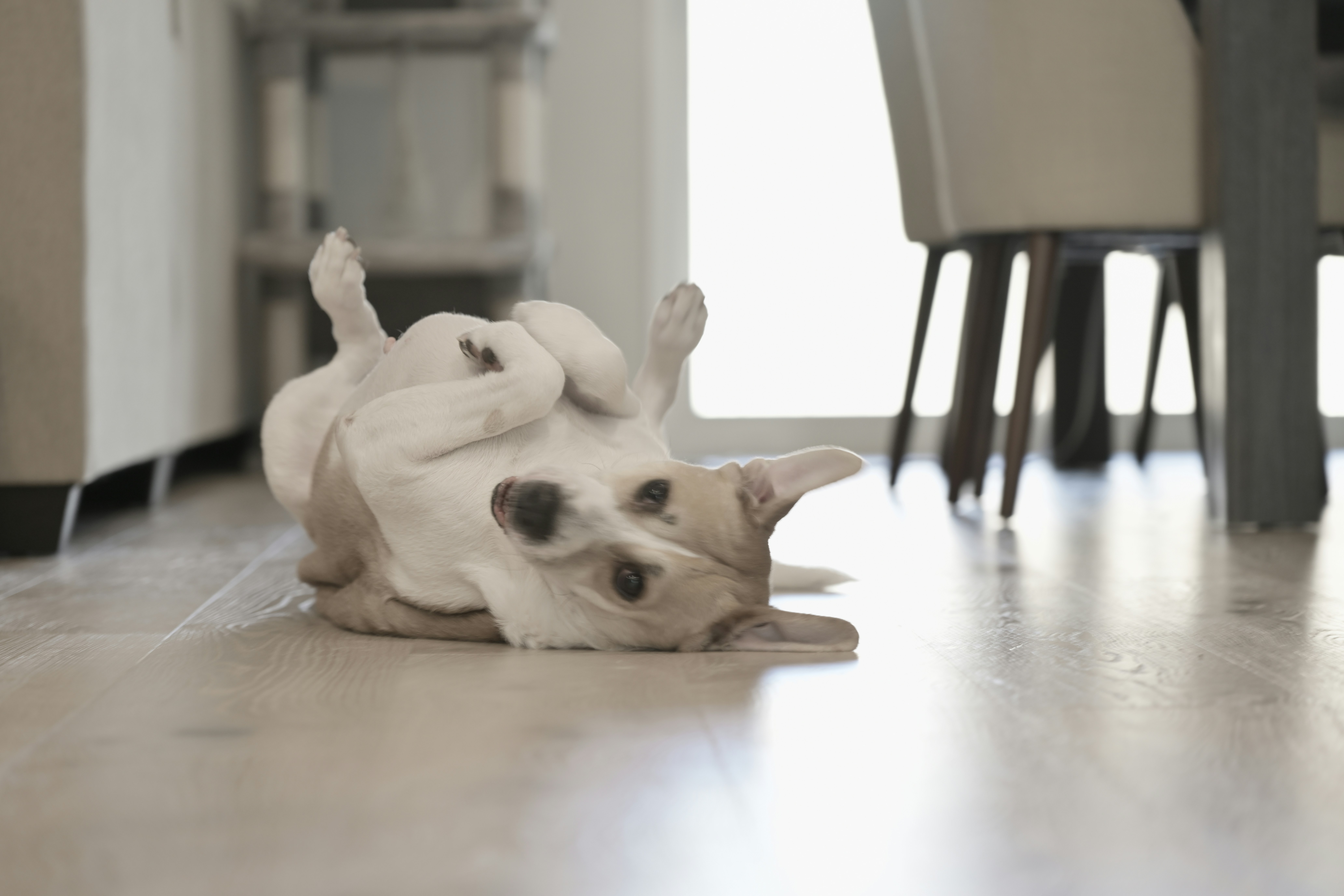 happy pet playing on clean floor - pet-friendly move in cleaning in lakewood, co