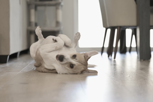 a dog rolling around on its back on the floor