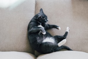 A playful black Persian cat lounging on a soft beige cushion by a window.