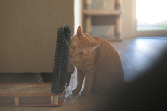 A ginger cat is resting beside a cat scratcher brush attached to a wooden base. The scene is set indoors with soft lighting, and the cat appears to be looking toward the camera. The background includes a partially visible piece of furniture and an out-of-focus window, suggesting a home environment.