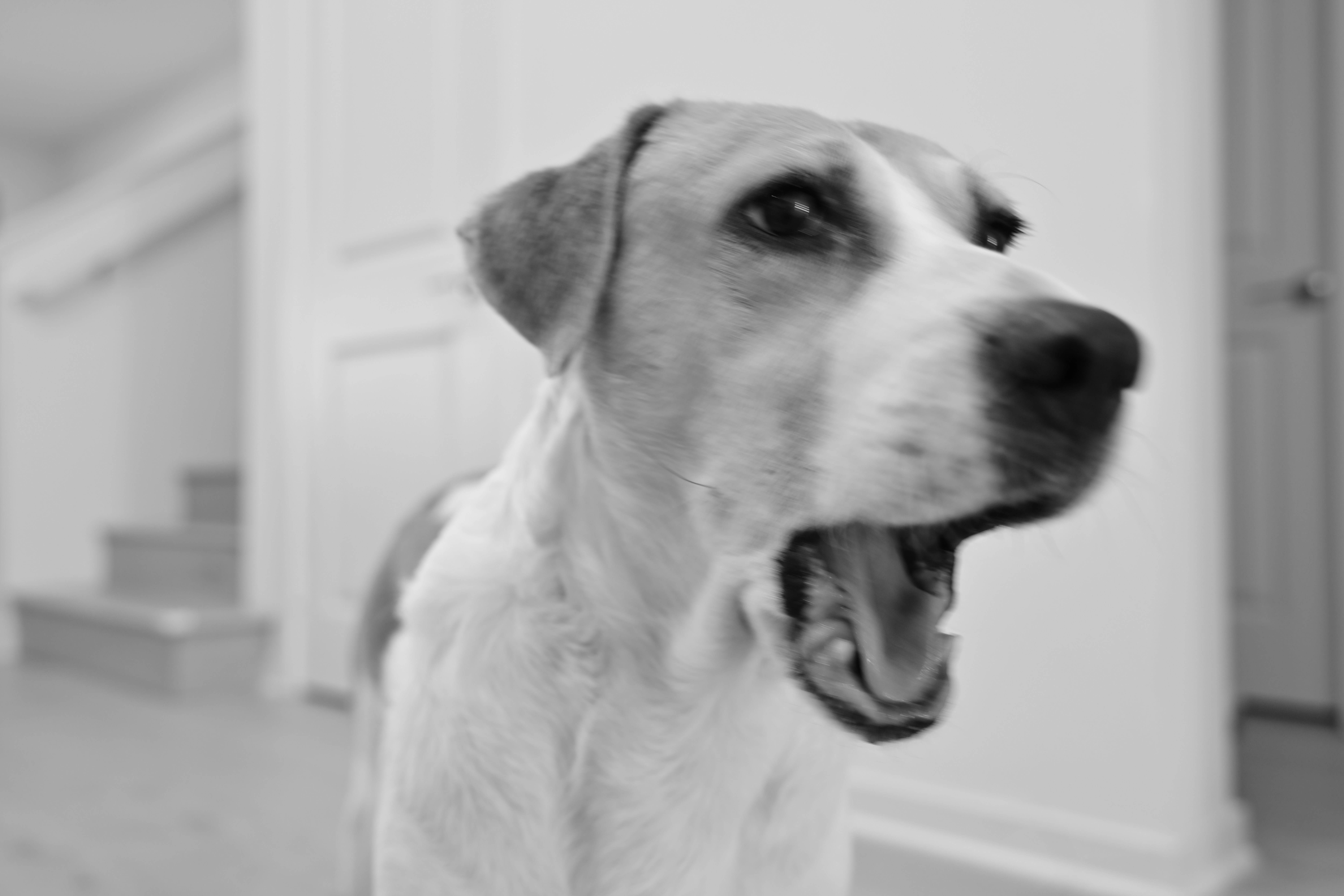 a black and white photo of a dog with its mouth open