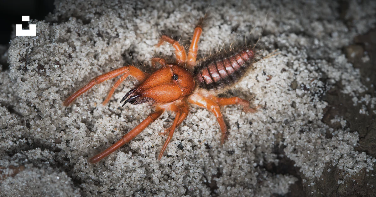 Rock Bug Insect A close up of a bug on a rock photo – Free Insect Image on Unsplash