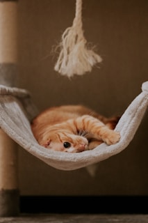 A cat lounging comfortably on a handcrafted pet hammock by Fabripets.