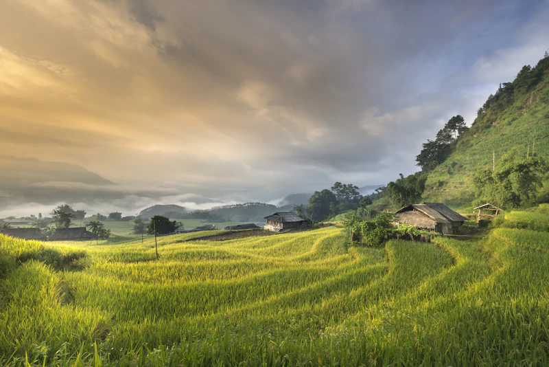 Mu Cang Chai Golden Terraces & Paragliding