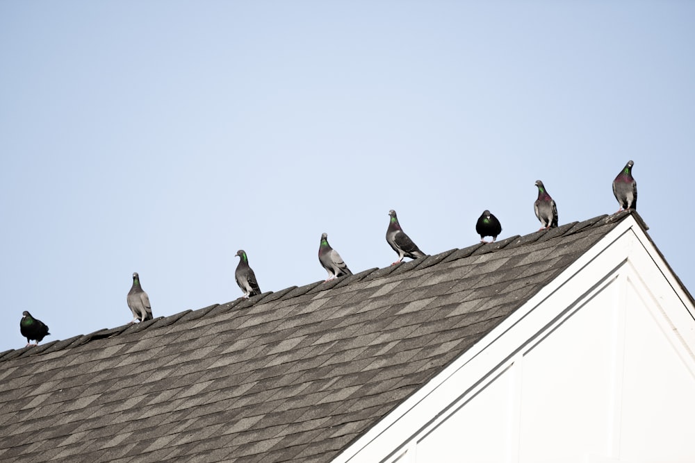 a flock of birds sitting on top of a roof
