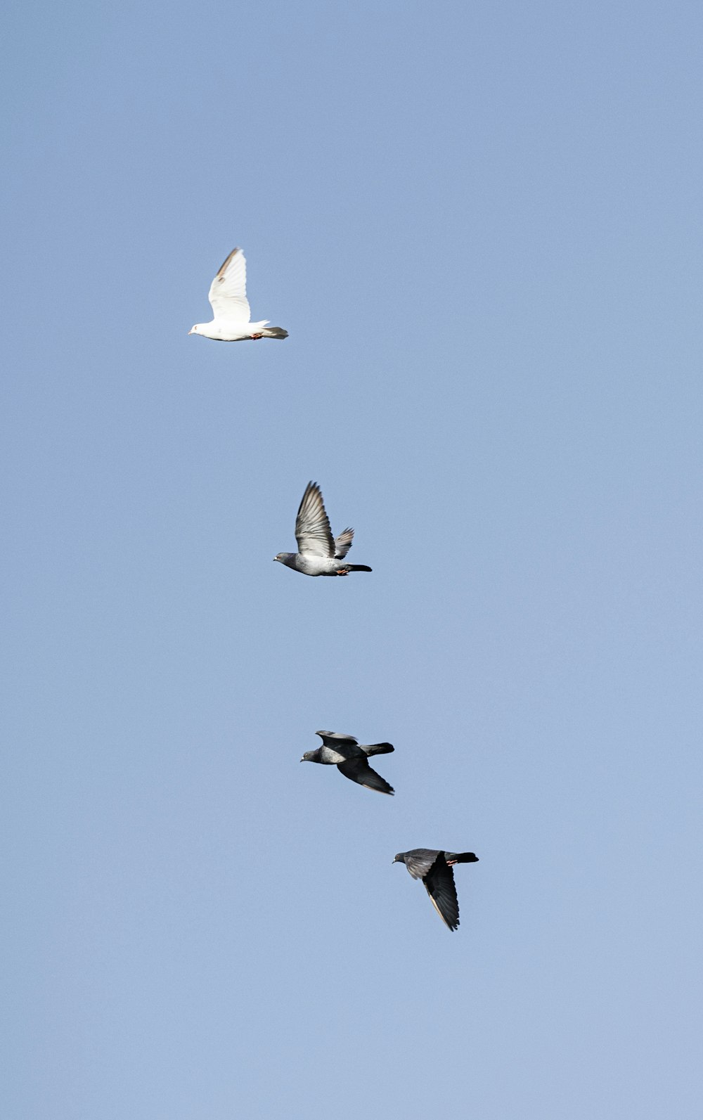 a flock of birds flying through a blue sky