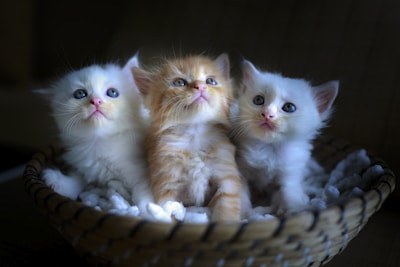 Three fluffy kittens are sitting in a woven basket lined with soft white material. The kittens have different coat colors, including white and orange. They are gazing upward with curious eyes, and the lighting creates a soft, cozy atmosphere.