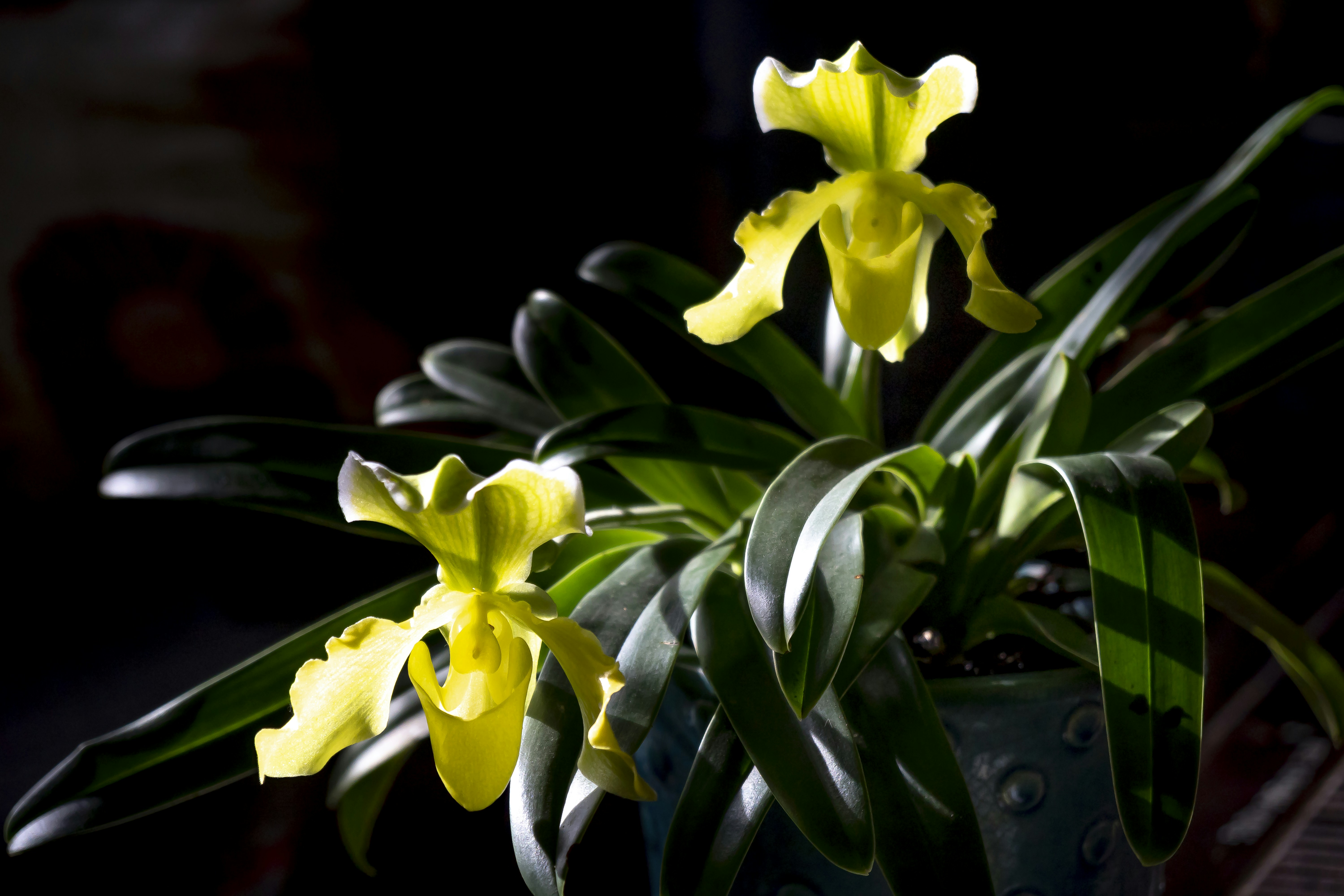 a close up of a potted plant with yellow flowers