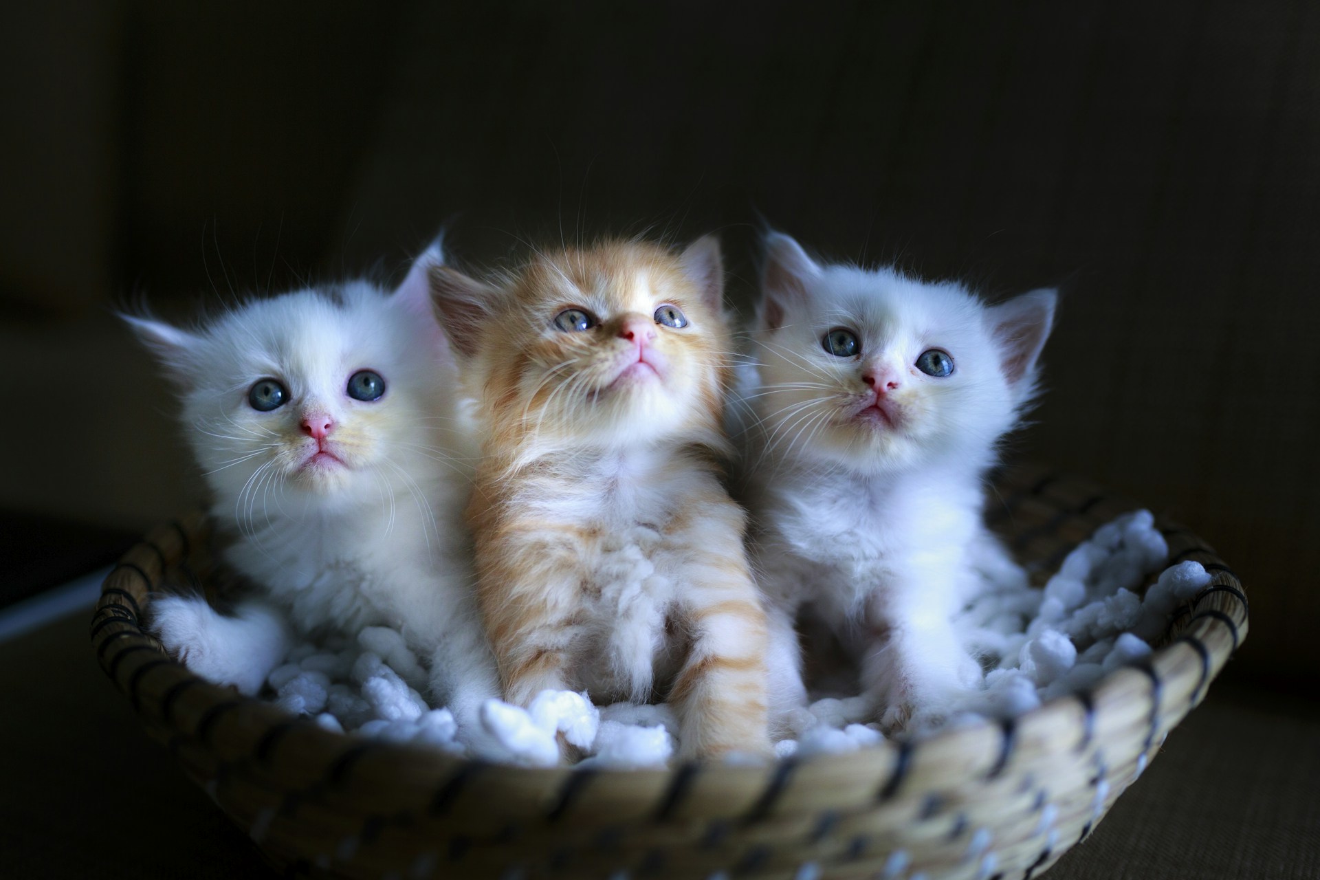 a group of three kittens sitting in a basket
