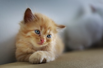 A fluffy orange kitten with blue eyes rests on a beige surface, appearing relaxed and contemplative. The background is softly blurred, drawing focus to the kitten's delicate features and soft fur.