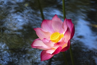 a large pink flower sitting on top of a lush green plant